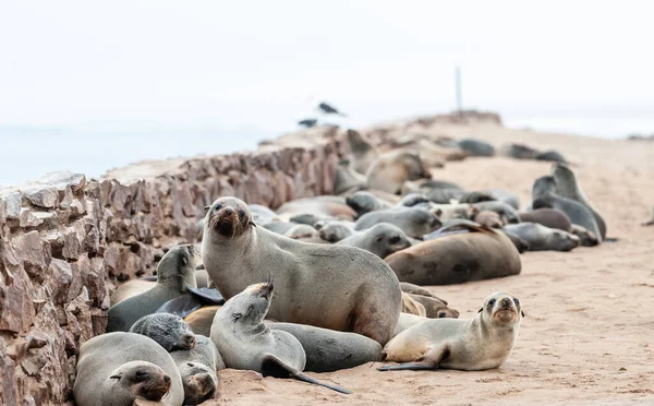 骷髅海岸的海豹群 — 图库照片