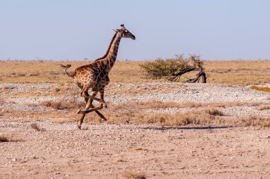 Namibya'da dörtnala koşan Zürafa