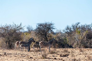 Etosha'da bir grup Zebra