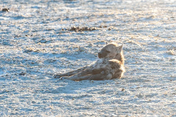 Pihenő foltos hiéna az Etosha Nemzeti Parkban — Stock Fotó