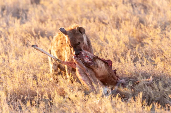 Hyena s kořistí — Stock fotografie