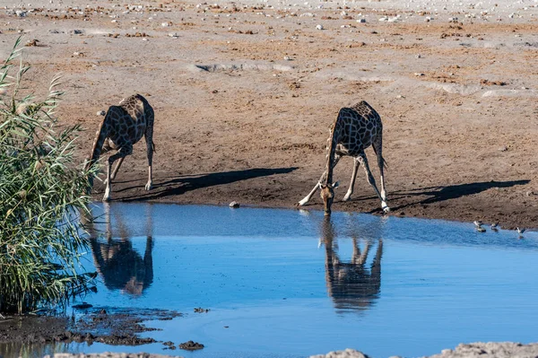 Giraffe nel Parco Nazionale di Etosha — Foto Stock