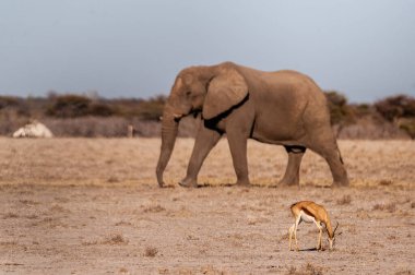 Etosha ovalarında yürüyen yalnız bir fil