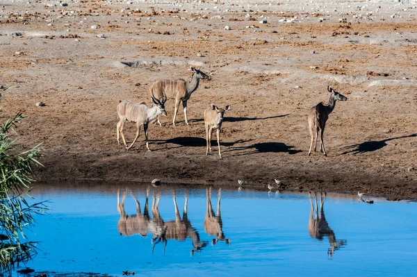 Kudu ve Impalas Etosha 'da bir su birikintisinin yakınında. — Stok fotoğraf