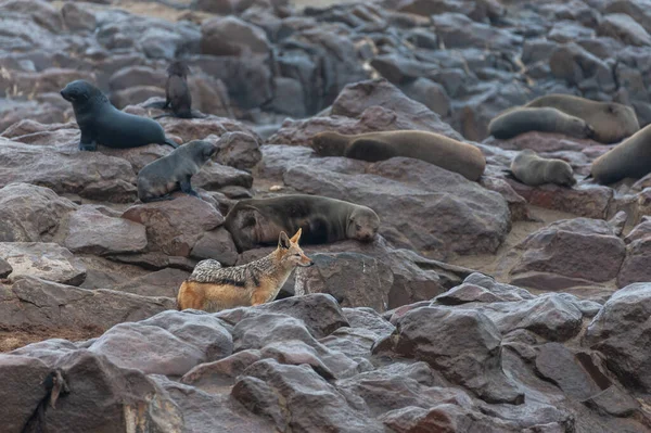 骷髅海岸的海豹群 — 图库照片