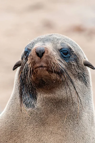 Seal colony at the Skeleton Coast — Stock Photo, Image