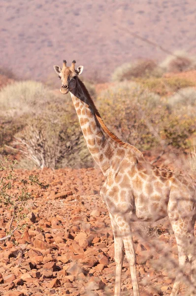 Giraffe in de rode woestijn van Namibië — Stockfoto
