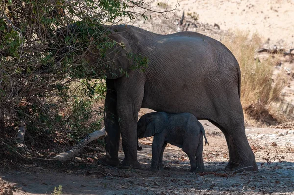 먹이를 주는 송아지와 함께 있는 사막 코끼리 — 스톡 사진