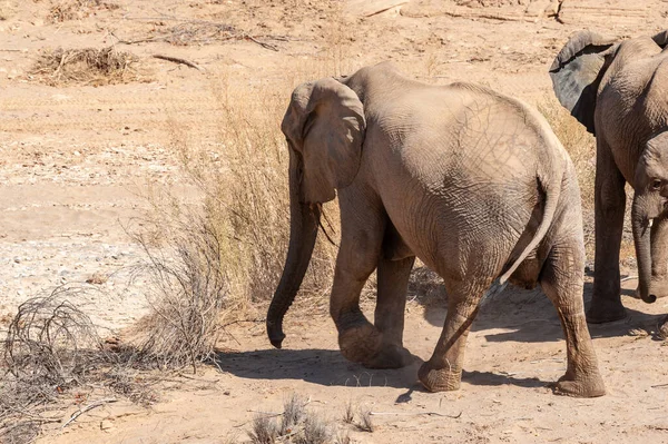 Dos elefantes del desierto en el desierto de Namibia — Foto de Stock