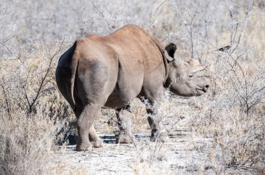 Siyah Gergedan Bir ağacın altında Tarama.