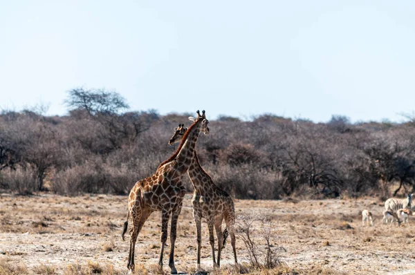 Encerramento de duas girafas angolanas — Fotografia de Stock