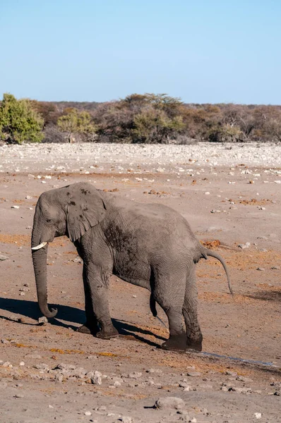 埃托沙水洞附近的非洲大象家庭 — 图库照片