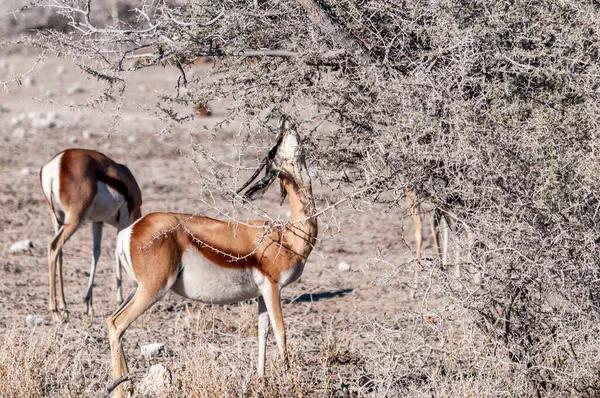 Navegação de impalas em Etosha — Fotografia de Stock