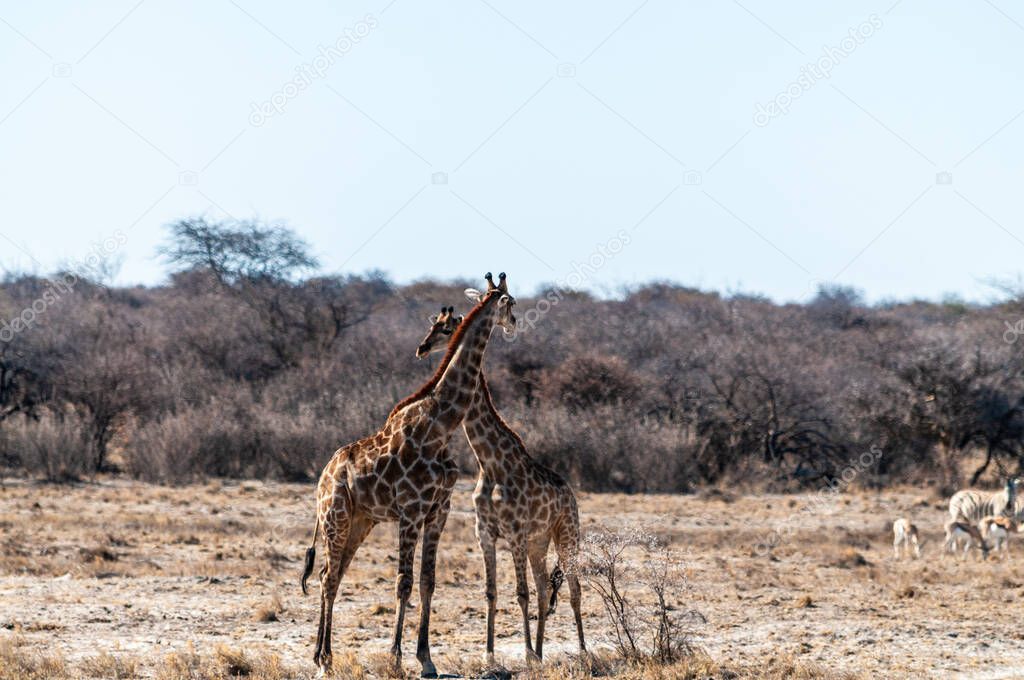 Closeup of two angolan giraffes