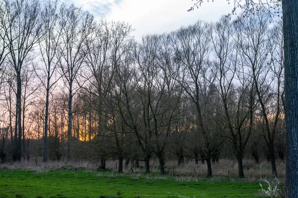 Flamand erdei jelenet naplemente körül — Stock Fotó
