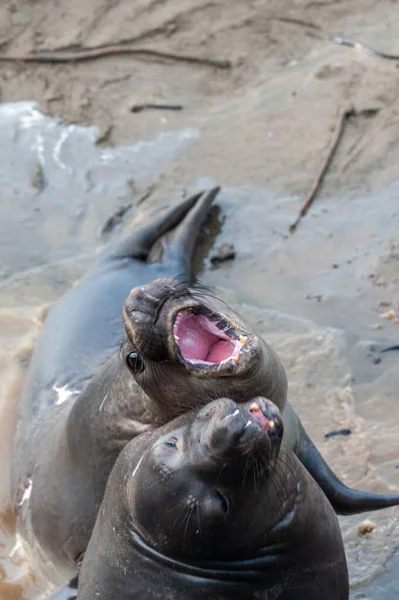 Deniz aslanlarının mücadele — Stok fotoğraf