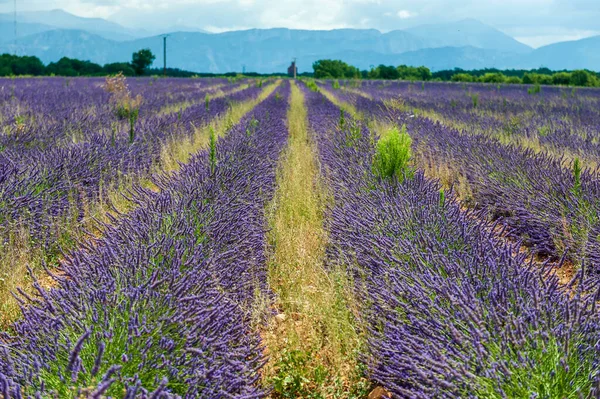 Campos de lavanda no sul da França — Fotografia de Stock