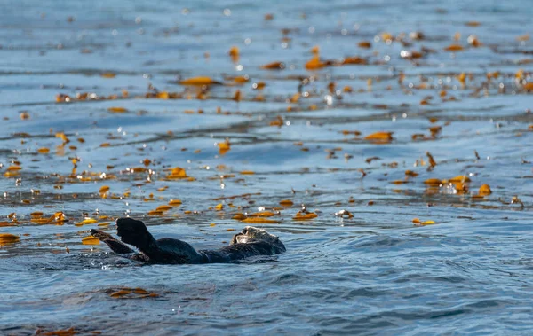 Nutrias marinas flotando en la bahía de Monterey — Foto de Stock