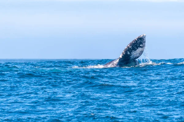 Cola de ballena gris — Foto de Stock