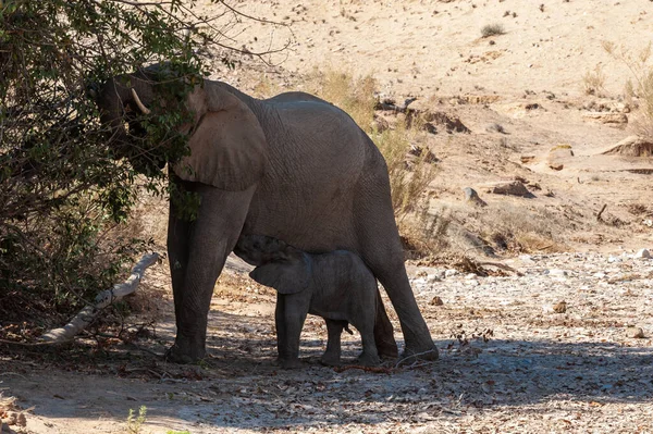 Elefante del deserto con il suo vitello nutritivo — Foto Stock