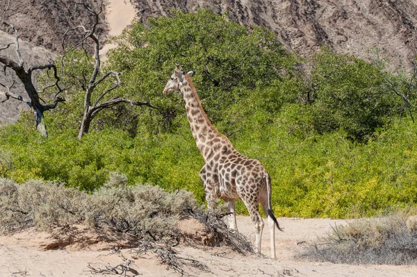Jirafa solitaria en el desierto de Namibia — Foto de Stock