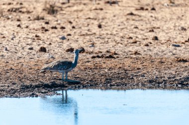 Bir su birikintisinin kenarında duran bir Kori Bustard.