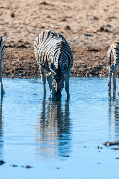 A csoport a zebrák az Etosha — Stock Fotó