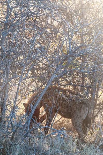 Vazut Hyena cu prada — Fotografie, imagine de stoc