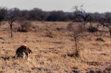 Erkek aslan bir düzlükte dinleniyor