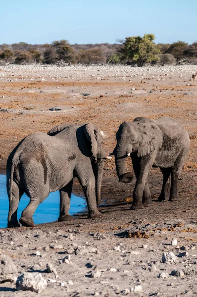 Dos elefantes africanos masculinos desafiándose mutuamente —  Fotos de Stock