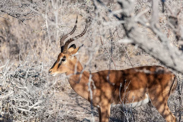 Un impala escondido detrás de los arbustos —  Fotos de Stock