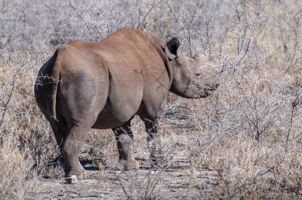 Spitzmaulnashorn stöbert unter einem Baum. — Stockfoto