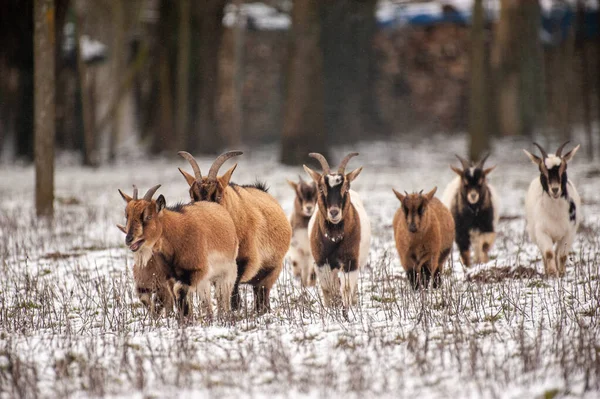 Cabras em um campo nevado — Fotografia de Stock