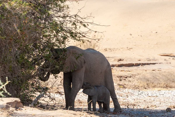 子牛に餌をやる砂漠の象 — ストック写真