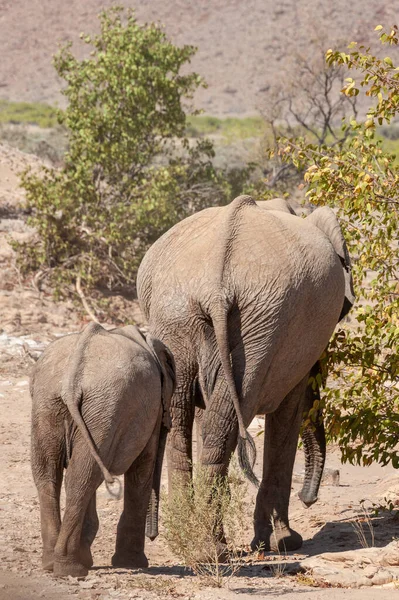Dos elefantes del desierto en Namibia —  Fotos de Stock
