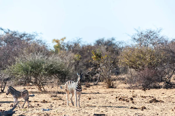 Cebras en el Parque Nacional Etosha — Foto de Stock