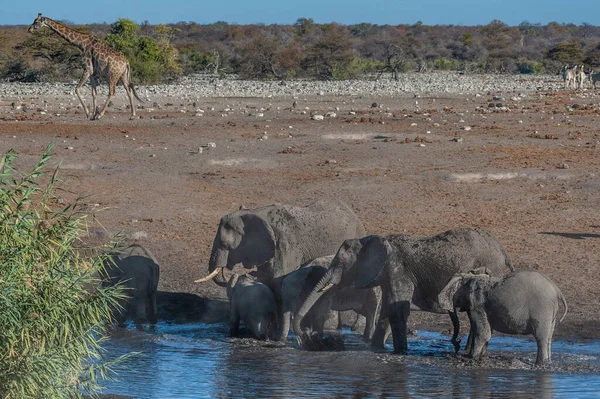 Οι αφρικανικοί ελέφαντες πίνουν σε ένα waterhole — Φωτογραφία Αρχείου