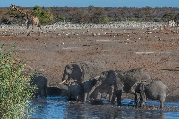 Afrikaanse olifanten drinken bij een waterput — Stockfoto