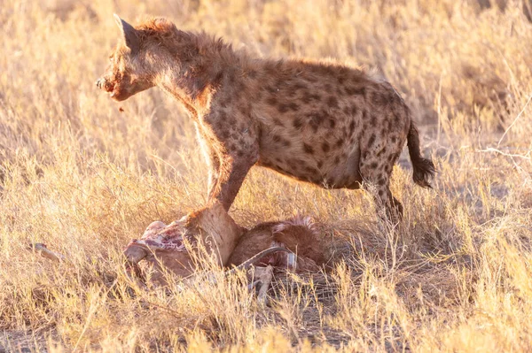 Spotted Hyena with Prey — Stock Photo, Image