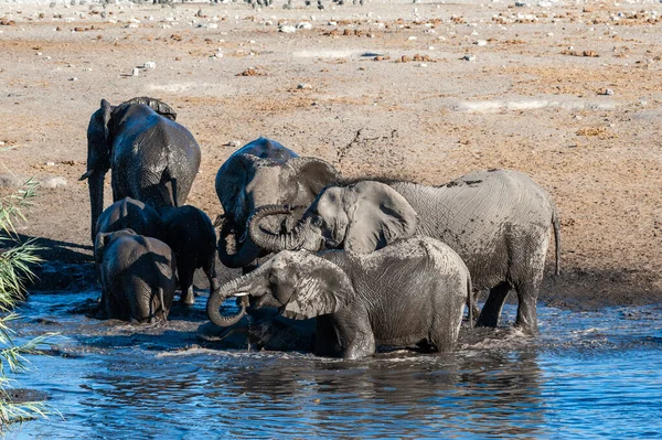 아프리카 코끼리 무리의 가까이 에 a 수중 구멍에서 목욕 과 마시는 — 스톡 사진