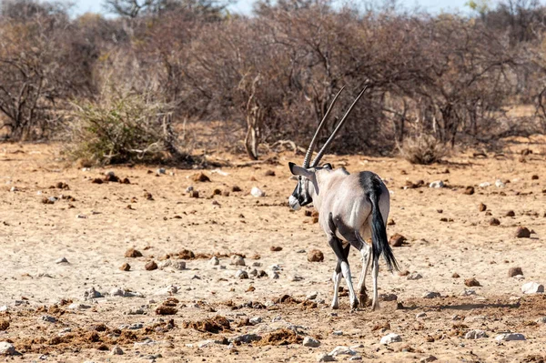 Orynx near a waterhole — ストック写真