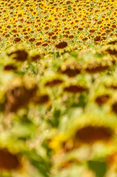 南フランスのひまわり畑 — ストック写真