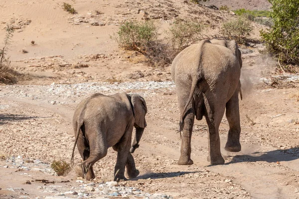 Dos elefantes del desierto en Namibia — Foto de Stock