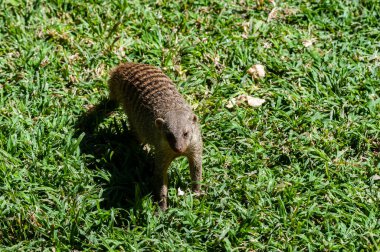 Gruplu firavun faresi - Mungo Mungo - şakacı biri