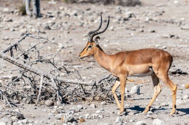 Impalas- Etosha Ulusal Parkı