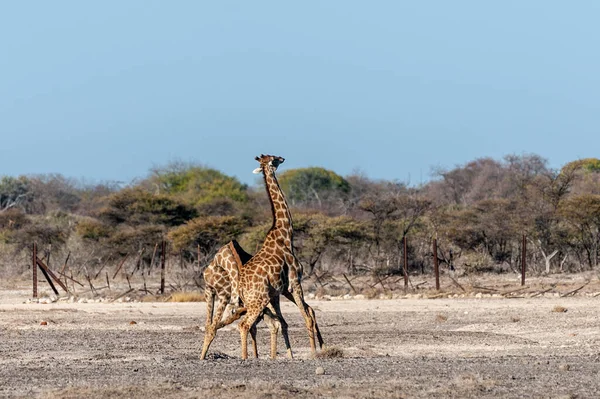 Due giraffe angolane maschili che combattono — Foto Stock