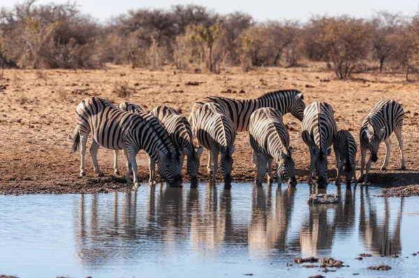 Een groep Zebra's in Etosha — Stockfoto