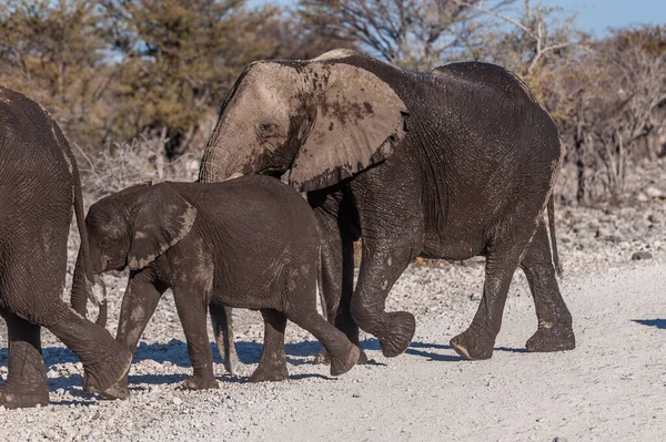 길을 지나가는 아프리카코끼리 — 스톡 사진