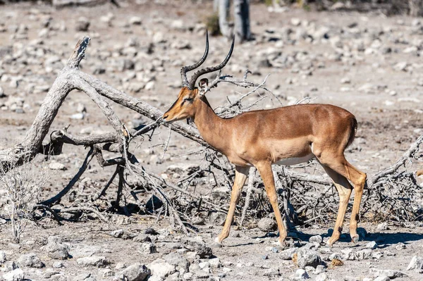 Impalas- Etosha Ulusal Parkı