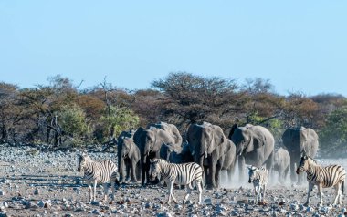 Etosha 'daki bir su birikintisine yaklaşan bir Afrika fili sürüsü.